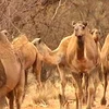 Lạc đà hoang dã ở Australia. (Nguồn: Internet)