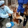 Tiêm vắcxin phòng chống cúm gia cầm ở gà. (Nguồn: Internet)