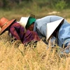 Nông dân Myanmar thu hoạch lúa gạo. (Nguồn: Internet)