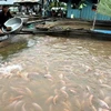 Nuôi cá trong vèo lưới ở huyện Hồng Ngự, Đồng Tháp. (Ảnh: Tràng Dương/TTXVN)