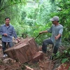 Một cây gỗ nghiến bị chặt phá tới tận gốc. (Nguồn: báo Pháp luật xã hội)