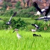 Đàn chim lạ ở Lai Châu. Ảnh minh họa. (Ảnh: Công Hải/Vietnam+)