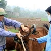 Tiêm vắcxin phòng bệnh tụ huyết trùng, lở mồm long móng trên đàn bò. (Ảnh: Hoàng Hùng/TTXVN)