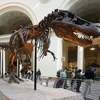 Một bộ xương khủng long tyrannosaurus. (Nguồn: Internet)
