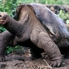 Lonesome George, “cụ rùa” cuối cùng của phân loài rùa đất Geochelone abingdoni. (Nguồn: Internet) 