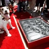 Chú chó Uggie và dấu chân của nó trên nền ximăng trước cửa nhà hát nổi tiếng Grauman's Chinese Theater. (Nguồn: Internet)