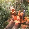 Một góc rừng nghiến bị lâm tặc dùng cưa lốc phá hoại. (Nguồn: backantv.vn)