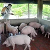 Phun thuốc khử trùng, tiêu độc chuồng trại cho một hộ chăn nuôi lợn tại xã Bình Dương, huyện Đông Triều, Quảng Ninh. (Ảnh: Quang Quyết/TTXVN)