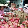 Thu mua thanh long ở tỉnh Tiền Giang. (Nguồn: portal.tiengiang.gov.vn)