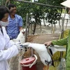 Tiêm vắcxin phòng cúm gia cầm ở vịt. (Nguồn: TTXVN)
