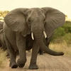 Voi rừng đang đối mặt với nguy cơ tuyệt chủng vì nạn săn bắt ngà voi. Ảnh minh họa. (Nguồn: vietnamnationalparks.com)