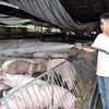 Một hộ chăn nuôi lợn ở Đồng Nai. (Nguồn: dongnai.gov.vn)