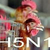 Quảng Bình bác tin tái phát H5N1 làm chết gia cầm 