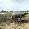 Sông Mun ở tỉnh Ubon Ratchathani đang bị khô hạn nghiêm trọng. (Nguồn: bangkokpost.com)