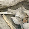 Phần đầu xác con voi ma mút được tìm thấy ở Bán đảo Taimyr miền Bắc nước Nga. (Nguồn: AP)
