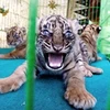 Một trong ba con hổ con loài Sumatra ở vườn thú Medan ở tỉnh Sumatra của Indonesia. (Nguồn: AFP)