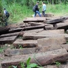 Số gỗ từ 15 cây gỗ quý được trục vớt dưới sông vào ngày 15/11 vừa qua. (Nguồn: nld) 