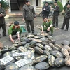 Cơ quan chức năng kiểm tra số kỳ đà, rùa bị thu giữ. (Nguồn: conganhatinh.gov.vn)