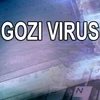 Mỹ buộc tội 3 người Đông Âu phát tán virus máy tính