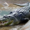 Lolong, con cá sấu nước mặn khổng lồ dài 6,12m. (Nguồn: abc.net.au) 