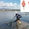 Hình ảnh và hoạt động thu hoạch con Artemia ở Ninh Thuận. (Nguồn: báo Tiền Phong)