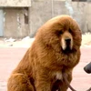  Chó Ngao Tây Tạng được rao bán với giá 17 tỷ đồng