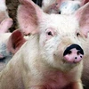 Công bố dịch tai xanh ở lợn tại hai huyện Nam Định
