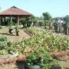 Làm sống lại vườn ngự uyển trong cung nhà Nguyễn 
