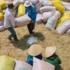Nông dân xã Vị Thanh, huyện Vị Thủy, tỉnh Hậu Giang cân bán lúa tươi tại ruộng ngay sau khi thu hoạch. (Ảnh: Duy Khương/TTXVN)