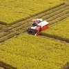 Thu hoạch lúa trên cánh đồng mẫu lớn ở Hậu Giang. (Nguồn: TTXVN)