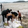 Các lực lượng quân và dân huyện Cô Tô tiến hành gia cố phần cầu tàu bị sóng làm sạt lở do bão số 2. (Ảnh: Thu Hằng (TTXVN phát)