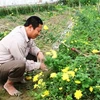 Người nông dân "khóc" bên những luống hoa nở quá sớm (Ảnh: Xuân Dũng/Vietnam+)