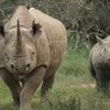 Tê giác châu Phi có nguy cơ tuyệt chủng trong vài thập kỷ tới. (Nguồn: Internet)