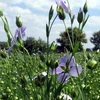 Những bông hoa mang màu xanh tinh tế của cây hạt lanh. (Nguồn: news.ph.msn.com) 
