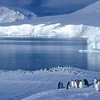 Nam Cực từng là nơi có nhiệt độ ấm áp và được bao phủ bởi rừng cọ xanh. (Nguồn: articlesweb.org)