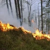 Cháy rừng ở Serbia khiến hàng nghìn người phải đi sơ tán. (Nguồn: b92.net)