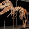 Bộ xương khủng long Tyrannosaurus bataar. (Ảnh: AP)