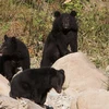 Những con gấu tại vườn Quốc gia Manas. (Nguồn: wildlifetrustofindia.org)
