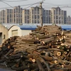 Trung Quốc là nước nhập khẩu gỗ đốn lậu nhiều nhất. (Nguồn: Reuters)