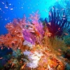 Dải san hô ngầm Tubbataha. (Nguồn: unesco.org)