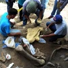 Các nhà khảo cổ Peru tìm thấy hóa thạch của một loài chim được cho là chim bồ nông khổng lồ. (Nguồn: news.com.au)