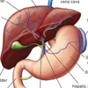 Ảnh minh họa. (Nguồn: indialivertransplant.com)