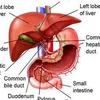 Ảnh minh họa. (Nguồn: liver-disease-symptoms.com)