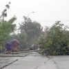 Cây đổ do bão số 9 ở Quảng Nam. (Ảnh: Trần Tĩnh/TTXVN)