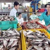 Thu mua cá tại cảng cá Tắc Cậu, huyện Châu Thành. (Ảnh minh họa: Huy Hùng/TTXVN)