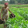 Đắk Lắk ổn định đất sản xuất cho các hộ gia đình