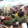 Du khách mua hoa cảnh, cây giống tại chợ Viềng. (Ảnh:Trọng Đức/TTXVN) 