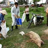 Tổ chức phun thuốc khử trùng trước khi tiêu hủy lợn bị dịch. (Ảnh: An Đăng/TTXVN) 
