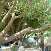 Một cây bàng vuông trên đảo Trường Sa. (Ảnh: VOV)