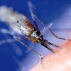 Muỗi thường truyền bệnh sốt rét (Ảnh: nouvelobs)
